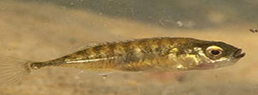 Pungitius pungitius.jpg